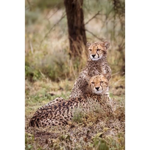 Norring, Tom 아티스트의 Cheetah cubs-Serengeti National Park-Tanzania-Africa작품입니다.